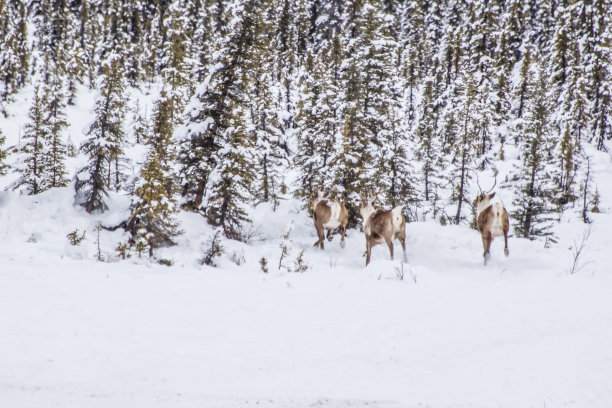 驯鹿群为了安全而奔跑图片下载
