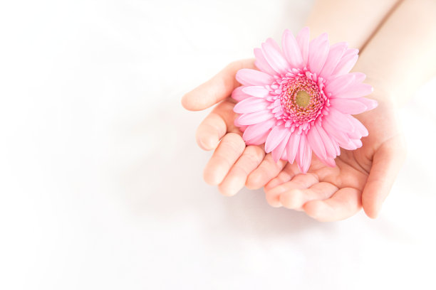 鲜花礼物。粉色非洲菊和孩子们的手。图片下载