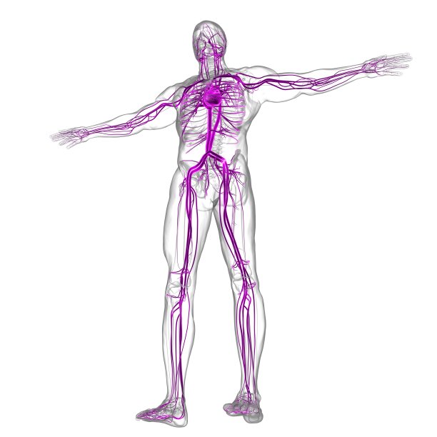 人体心脏与循环系统解剖医学概念3D图片下载