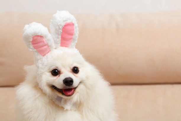 有趣的白色博美犬在复活节兔子耳朵。图片下载