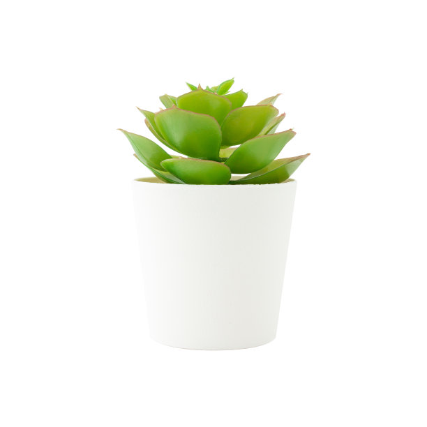 白色背景上孤立的白色盆栽人工植物。照片的平方尺寸。图片下载