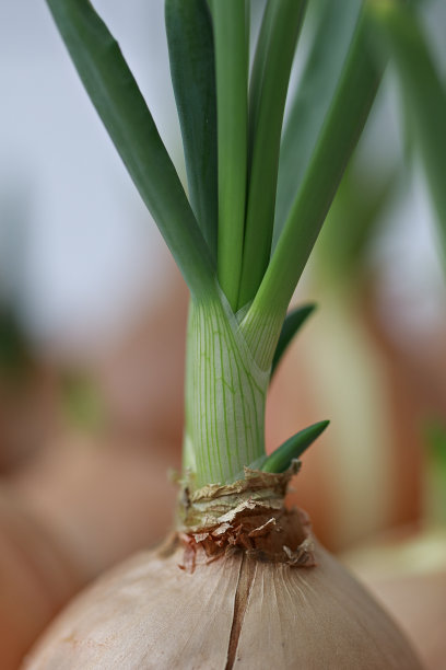在托盘中生长的大葱的选择性聚焦照片。城市农业室内概念图片下载