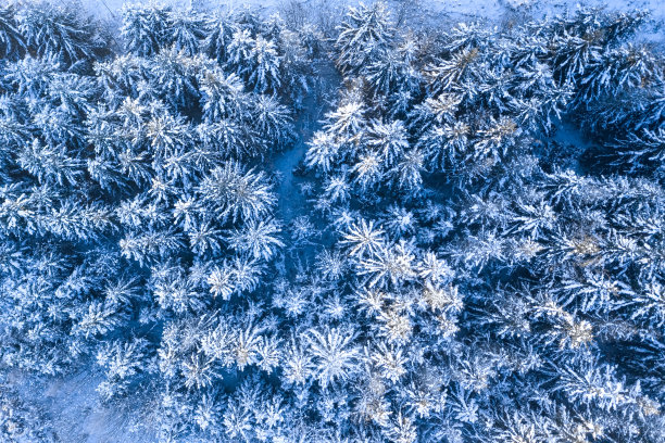冬天的白雪皑皑的森林，波兰大自然的鸟瞰图图片下载