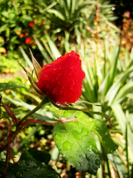 红玫瑰花蕾图片下载