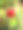 红玫瑰花蕾图片下载