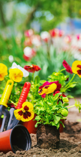 在花园里种花。有选择性的重点。图片下载