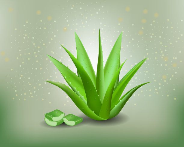 芦荟图片下载