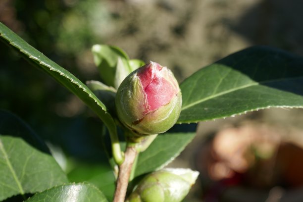 粉红色的卡梅利亚芽图片下载