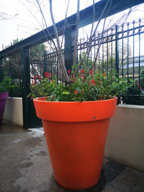 一个巨大的花盆图片下载