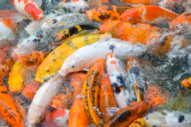 五颜六色的锦鲤。鲤鱼鱼图片下载