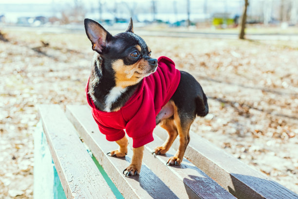 吉娃娃坐在花园里的长椅上。吉娃娃狗坐在长凳上。一只穿着衣服的狗，穿着红色连帽衫。图片下载
