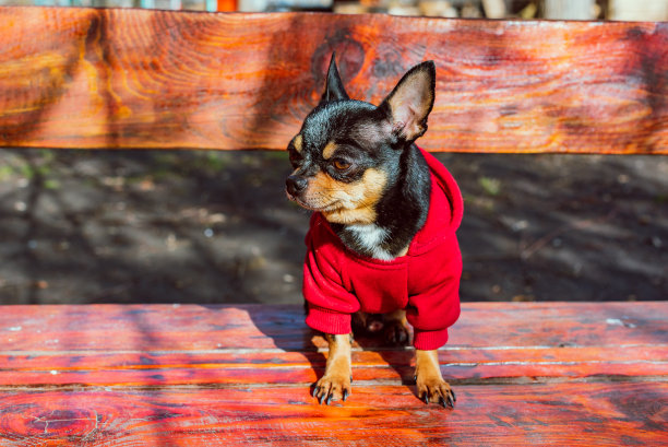 吉娃娃坐在花园里的长椅上。吉娃娃狗坐在长凳上。一只穿着衣服的狗，穿着红色连帽衫。图片下载