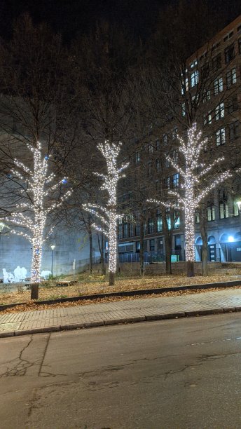 照亮树(图3)图片下载