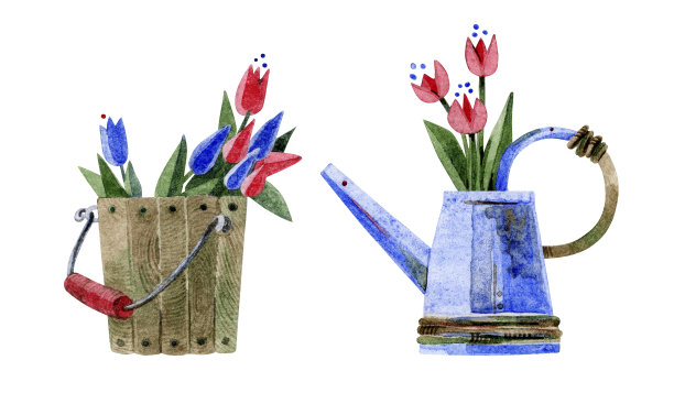 一个装着蓝色郁金香的水桶和一个装着红色郁金香的浇水罐。在白色背景上手绘水彩插图。适合贺卡、印刷品和剪贴簿的设计元素。图片下载