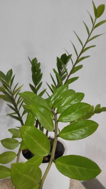 甜蜜的家图片下载