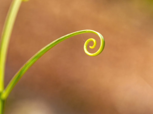 种植静脉 12图片下载