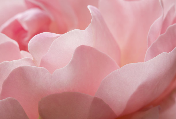 美丽，梦幻般的特写，一个柔和的粉色玫瑰在夏天素材图片
