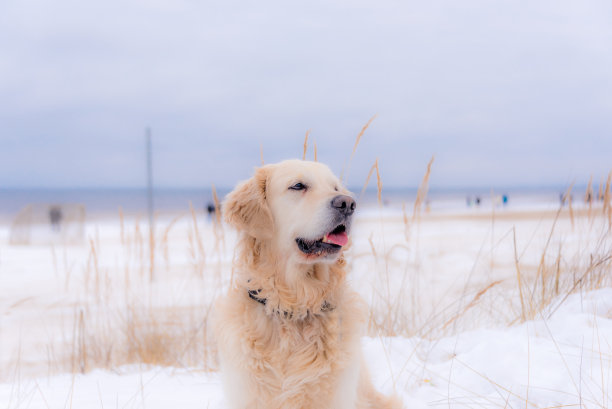 白色金毛猎犬坐在森林里图片下载