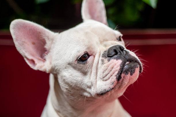 白色法国斗牛犬头部侧面照片图片下载