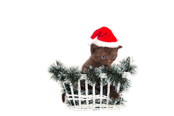 小猫圣诞老人图片下载