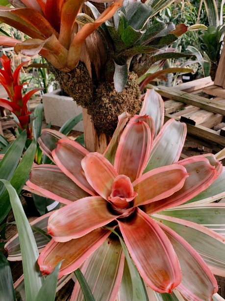 净化空气的粉红凤梨属植物图片下载