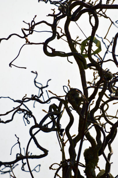 背景扭曲的榛子图片下载