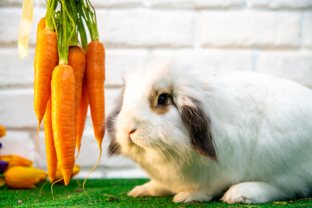 可爱的家兔站在胡萝卜旁边的白砖墙前。图片下载