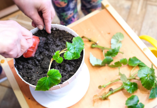 奶奶和孙女在家里种花图片下载