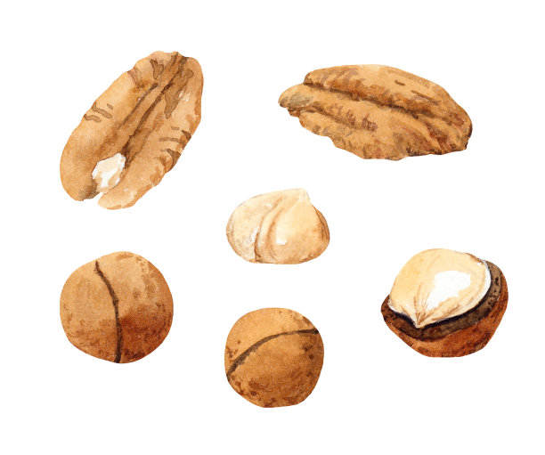 一套坚果-山核桃和澳洲坚果。水彩孤立的白色背景图片下载