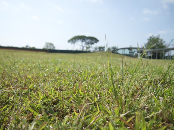 草坪草在人像拍摄图片下载