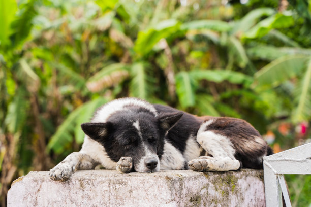 在街上的混凝土篱笆上睡觉的家狗。股票的照片。图片下载