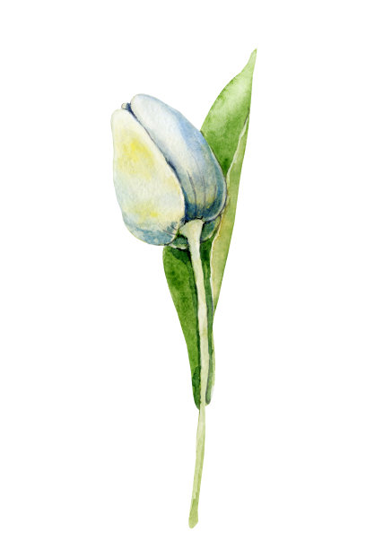 春天的郁金香花。手绘水彩插图靠近孤立的白色背景。设计卡片，封面，请柬，祝贺，母亲节图片下载