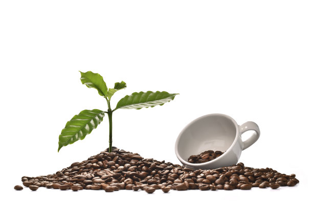 咖啡豆图片下载