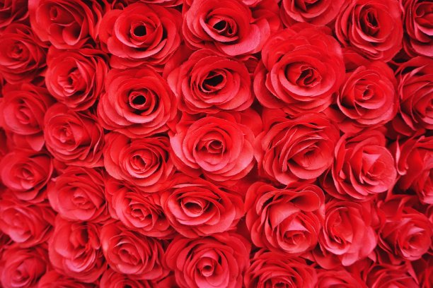 红丝玫瑰花全横背景图案图片下载