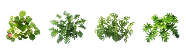 收集俯视图灌木Philodendron selloum植株孤立在白色背景上面图片下载