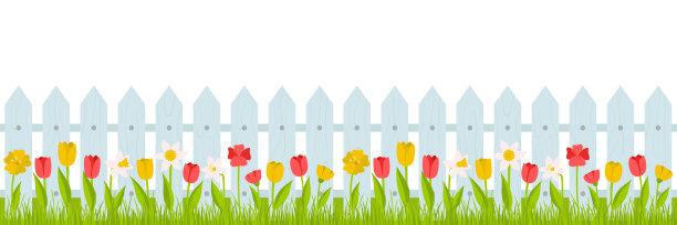 无缝水平边界。草坪上有红色、黄色的郁金香和水仙花，还有栅栏。夏季，春季插图卡通风格。矢量在一个平坦的风格在白色的背景。素材图片