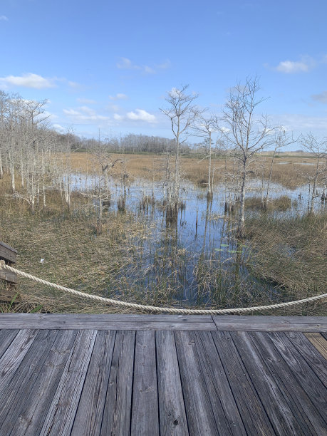 横跨佛罗里达沼泽湿地的木板人行道图片下载