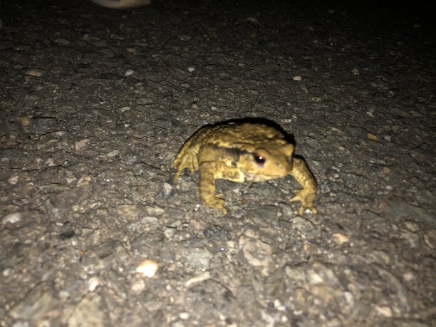 动物及野生动物自然国家图片下载