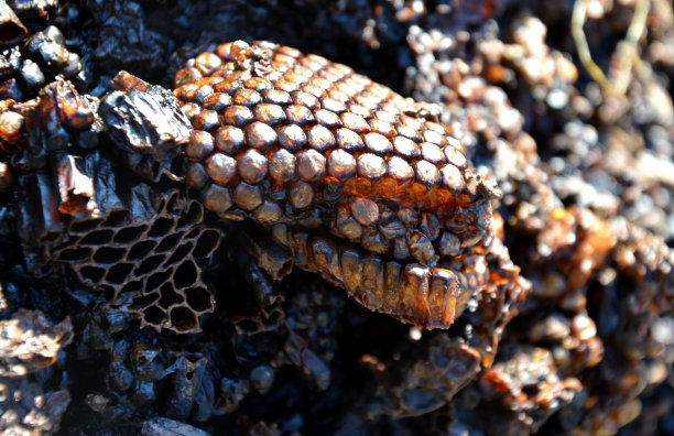 作为蜡熔化过程中的废料，它会变硬。蜂房多次使用的蜂房对蜂房内疾病的传播是一种威胁。我们经常融化图片下载
