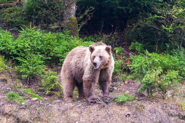 棕熊(lat。在森林中染色的熊图片下载