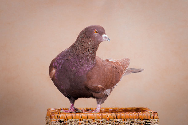 棕色大鸽子依次弯腰图片下载