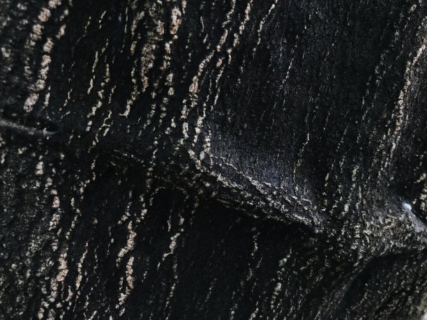 树的纹理图片下载