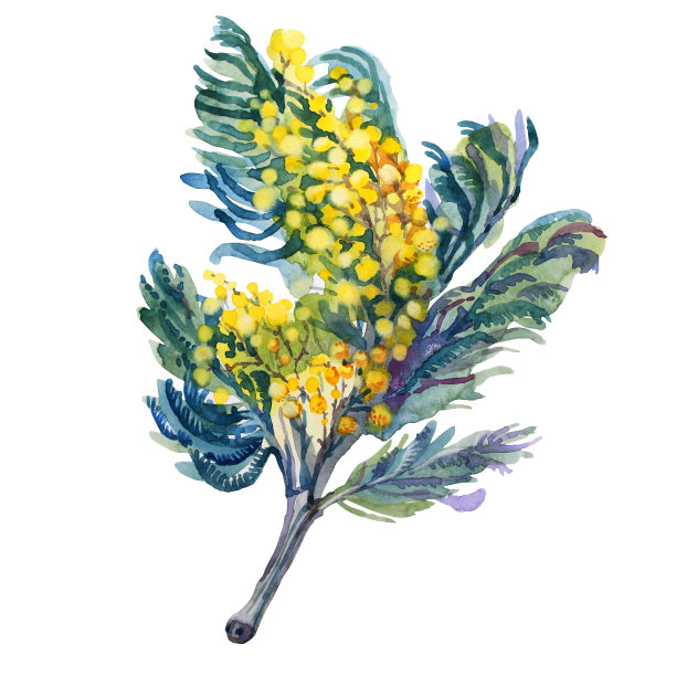 水彩亮黄色花束花含羞草与绿色的叶子孤立在白色的背景。你好,春天。庆祝创意物品，妇女节，3月8日，花店，邀请，墙纸，包装，婚礼图片下载