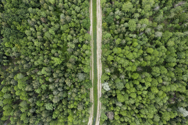 森林中道路的鸟瞰图图片下载