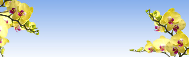 兰花花与空间复制图片下载