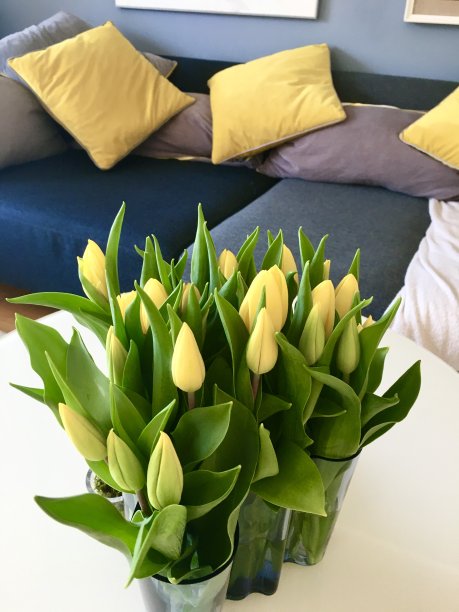 黄色郁金香图片下载