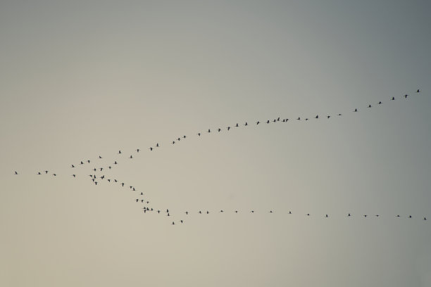 白色背景上飞翔的鸟的黑色剪影。图片下载