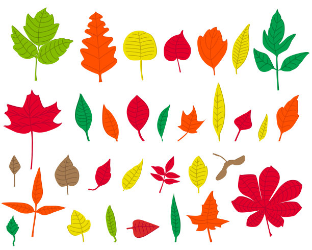 把多彩的秋叶放在白色的背景上图片下载