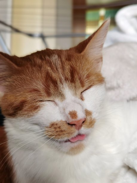 看起来像姜黄色的猫图片下载