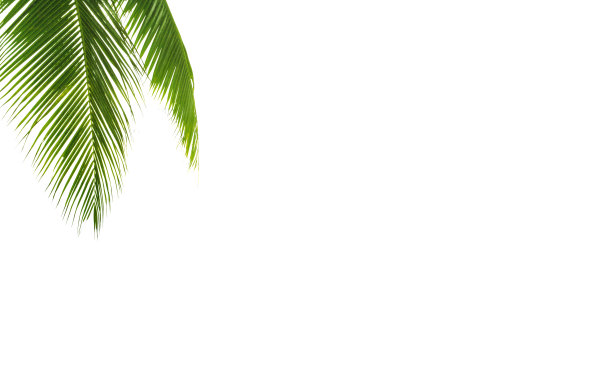 绿色棕叶白色背景孤立特写，棕叶角边框，棕枝框架，棕榈树，热带叶横幅，异国情调的图案，装饰，设计元素，空白文本复制空间图片下载